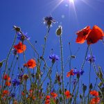 field-of-poppies-807871_1280-1024x635.jpg